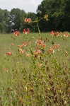 Turk's cap lily